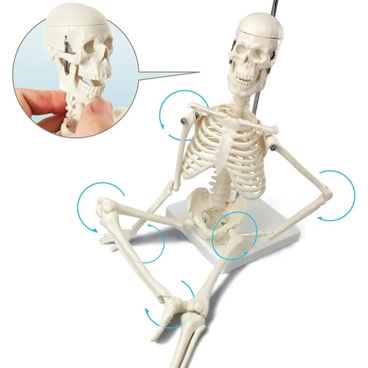 GENERICO - Modelo Anatómico Esqueleto Humano Armable 45cm