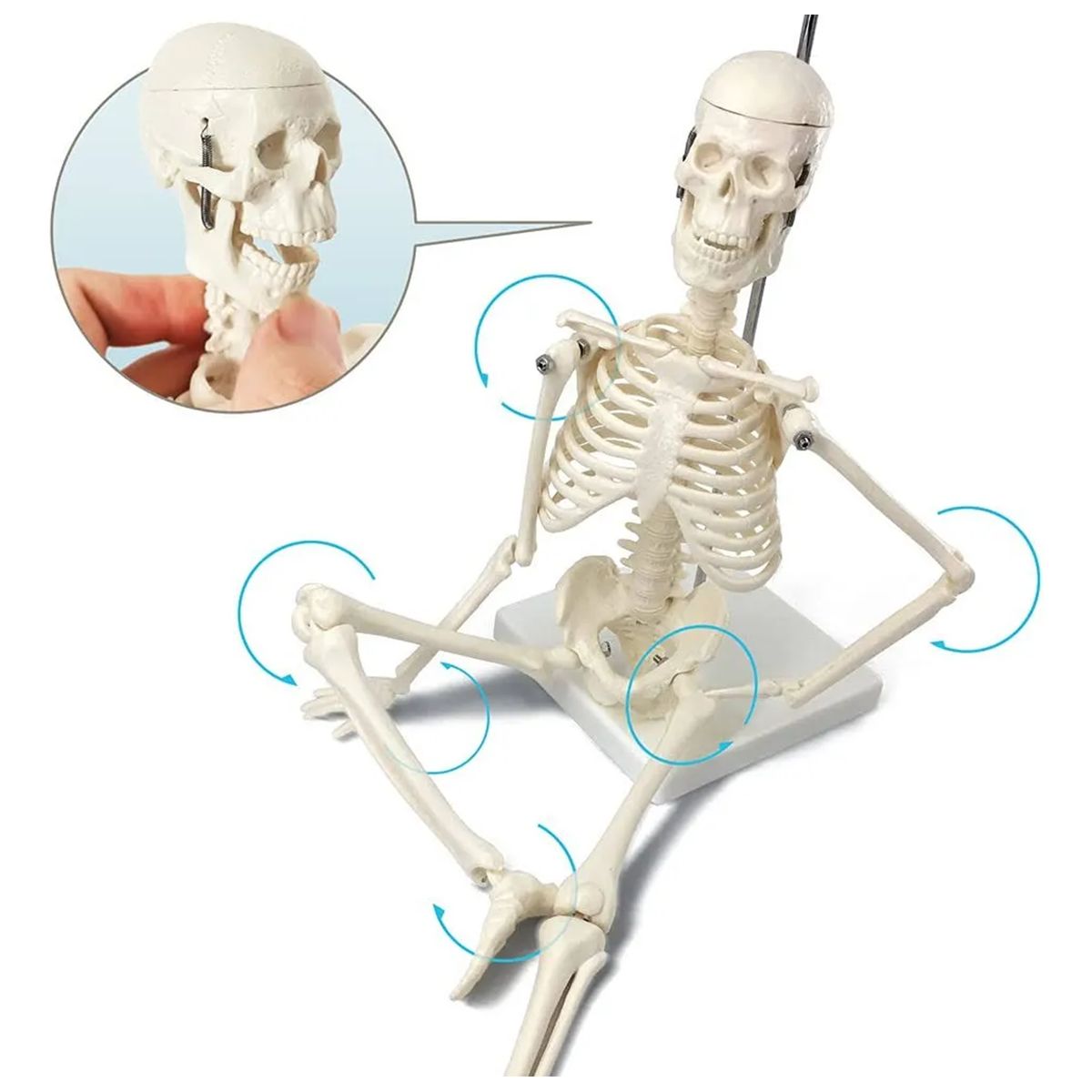 GENERICO - Modelo Anatómico Esqueleto Humano Armable 45cm