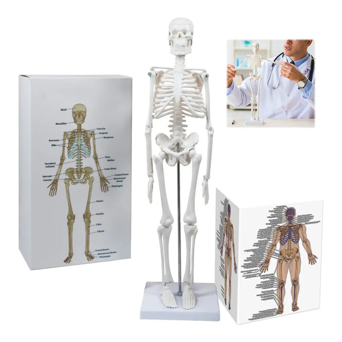 GENERICO - Modelo Anatómico- Esqueleto Humano 45 Cm