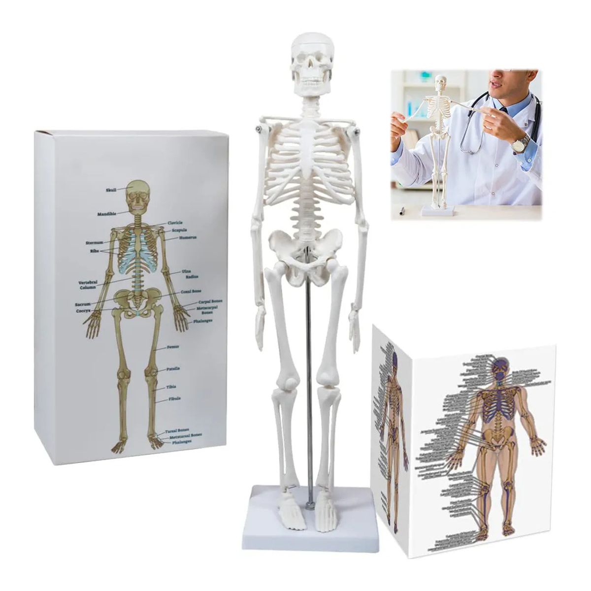 GENERICO - Modelo Anatómico- Esqueleto Humano 45 Cm