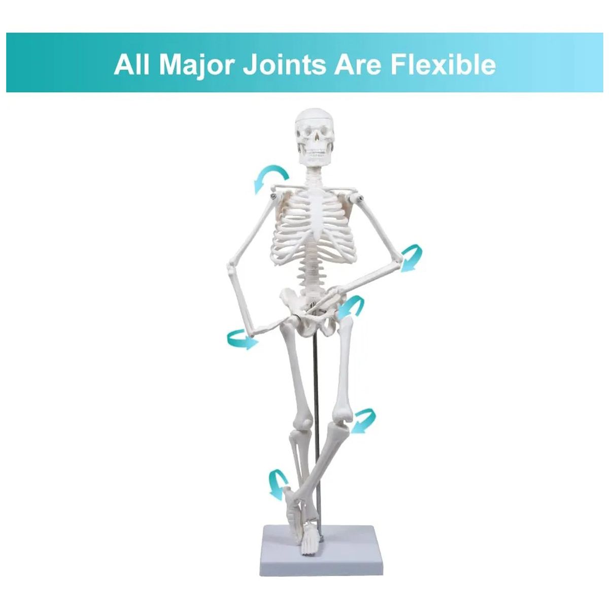 GENERICO - Modelo Anatómico- Esqueleto Humano 45 Cm