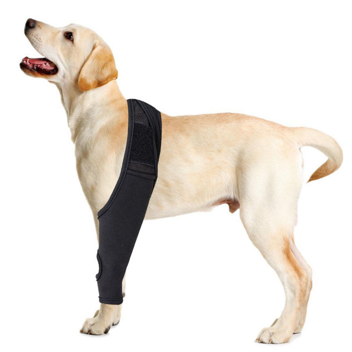 ATURE - Rodillera Ortopédica Perro Soporte Pierna Recuperación  L