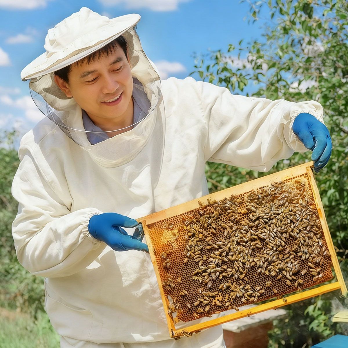 GENERAL - Láminas De Cera De Abeja 41.5x19.5 Cm, Aproximadamente 1 Kg