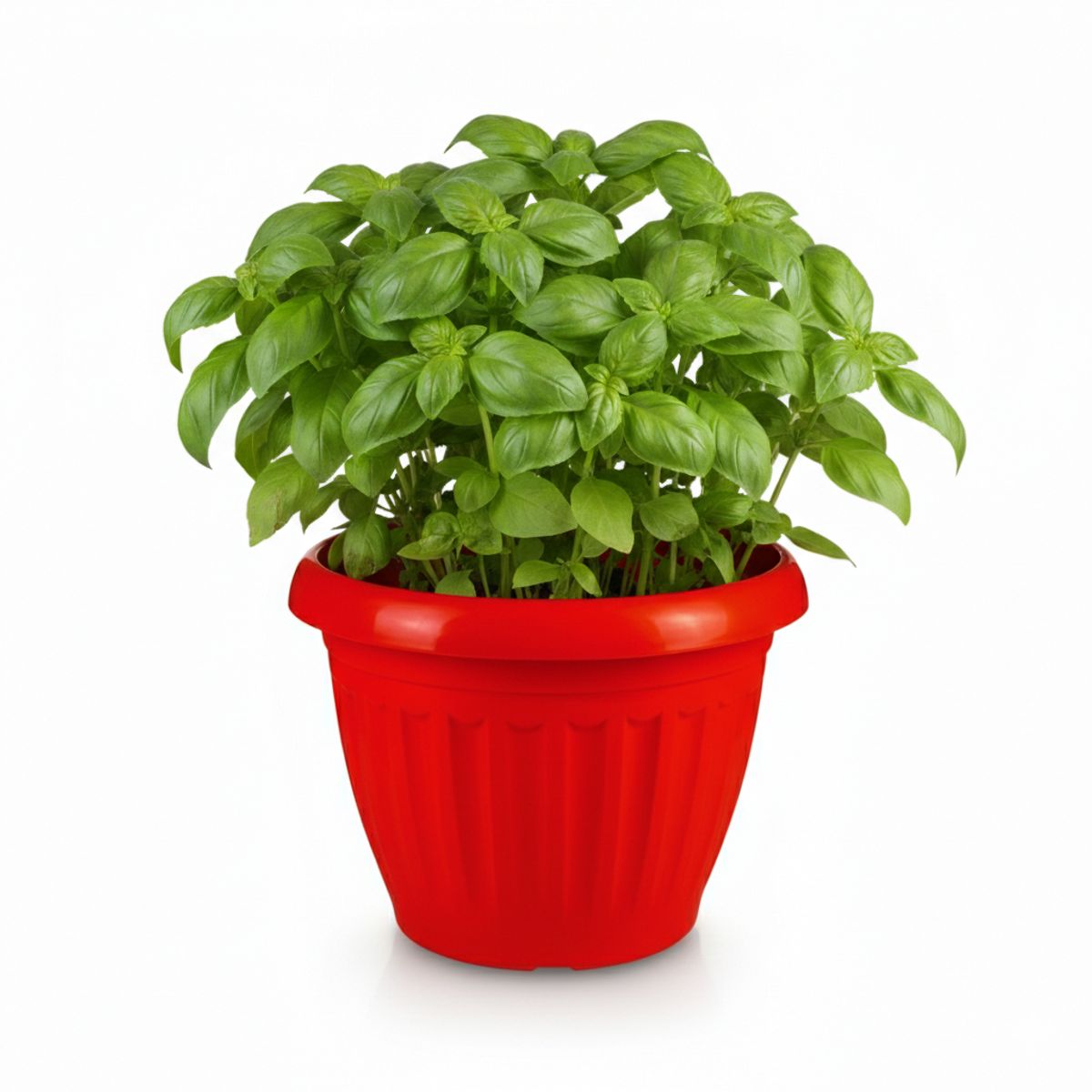 GENERICO - Pack 10 Maceteros Plástico Redondo Rojo 10 cm