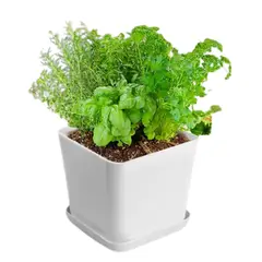 GROWLED - Pack 4 Maceteros Cuadrados Para Huerto 9cm