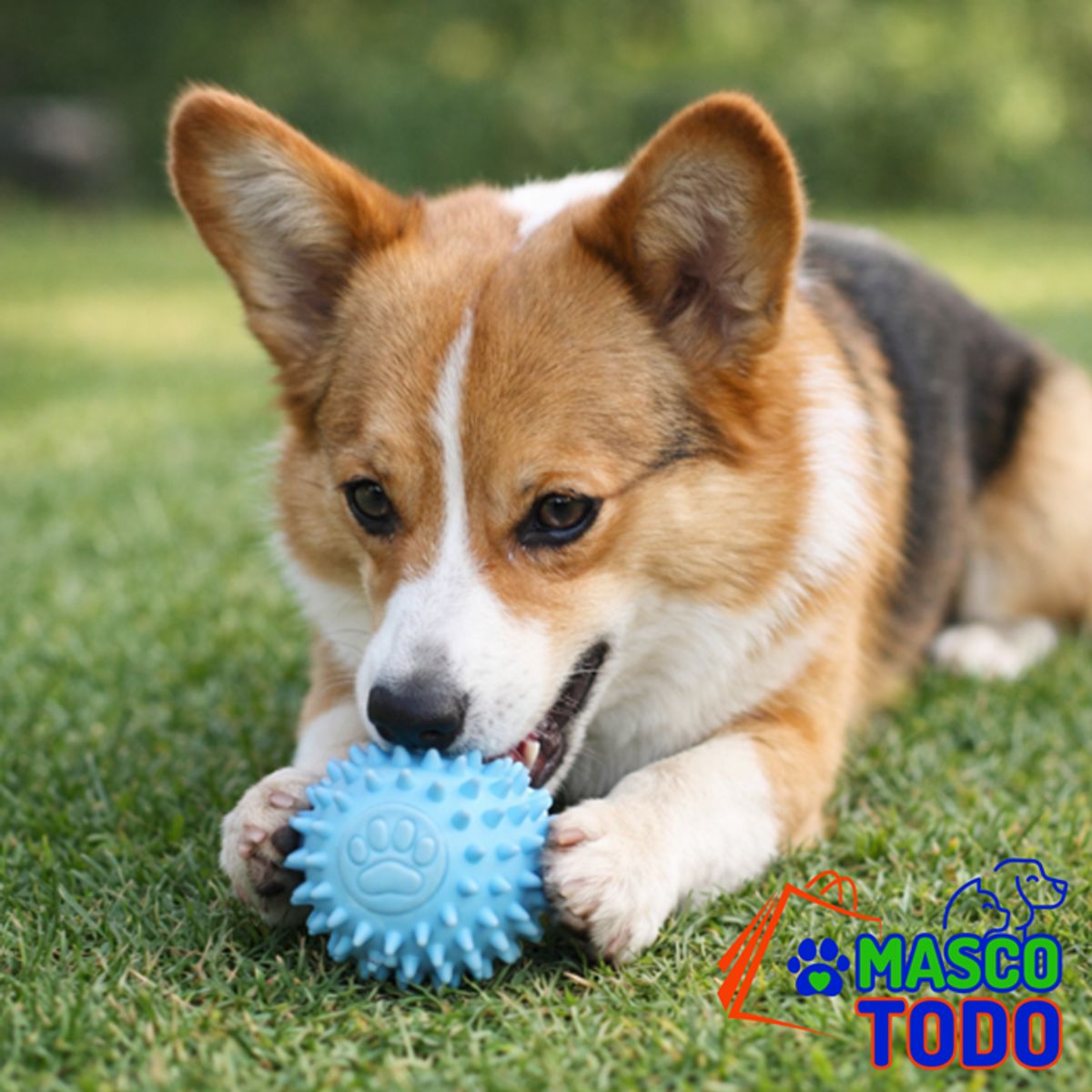 MASCO TODO - Pelota Juguete Antiestrés para Mascotas Perros Interactiva 6cm