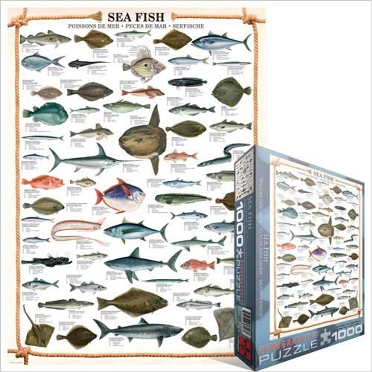 EUROGRAPHICS - EUROGRAPHICS 6000-0313 SEA FISH PUZZLE 1000 PIEZAS