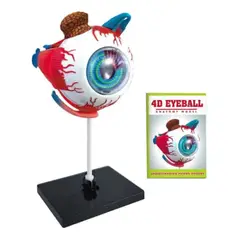 GENERICO - Ojo 4d Didáctico Globo Ocular Rompecabezas Puzzle 32 Piezas