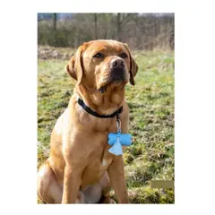 GENERICO - Dispensador de bolsas para perro HUESO CELESTE