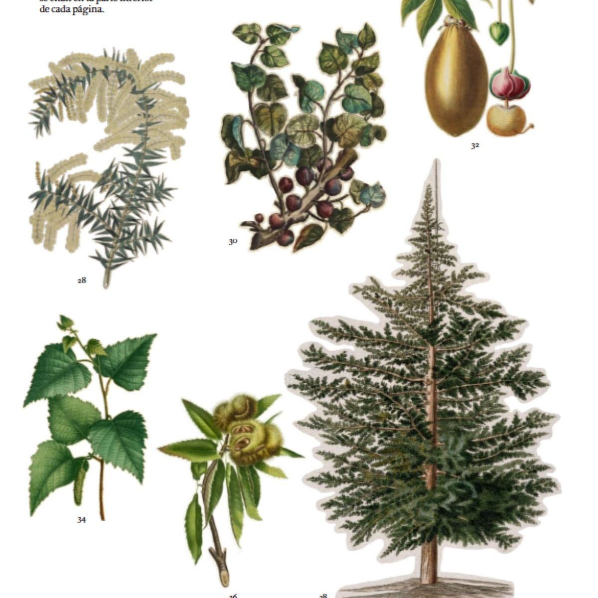 BLUME - El lenguaje secreto de las plantas
