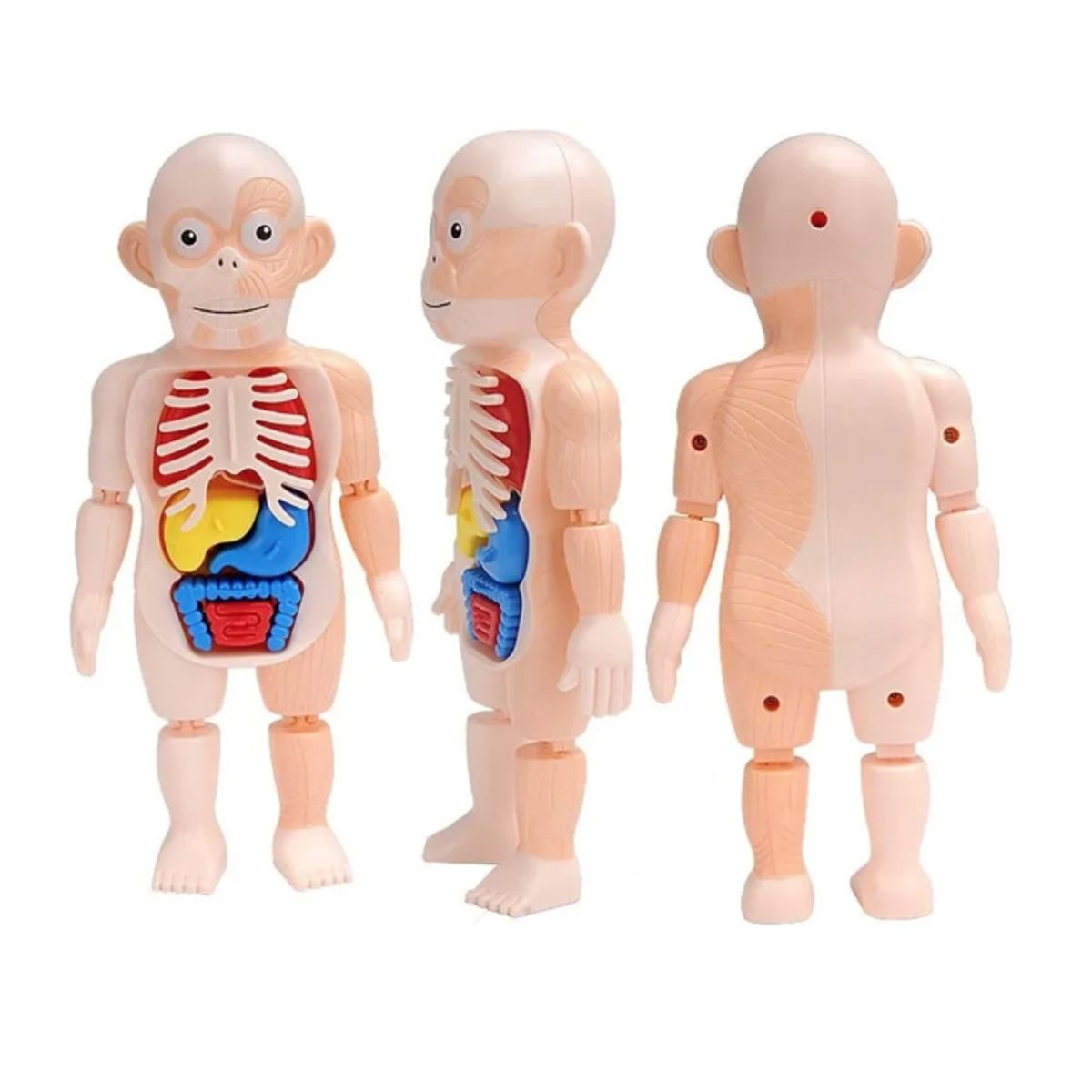 GENERICO - Juguetes Educativos 3d Para Niños Cuerpo Humano