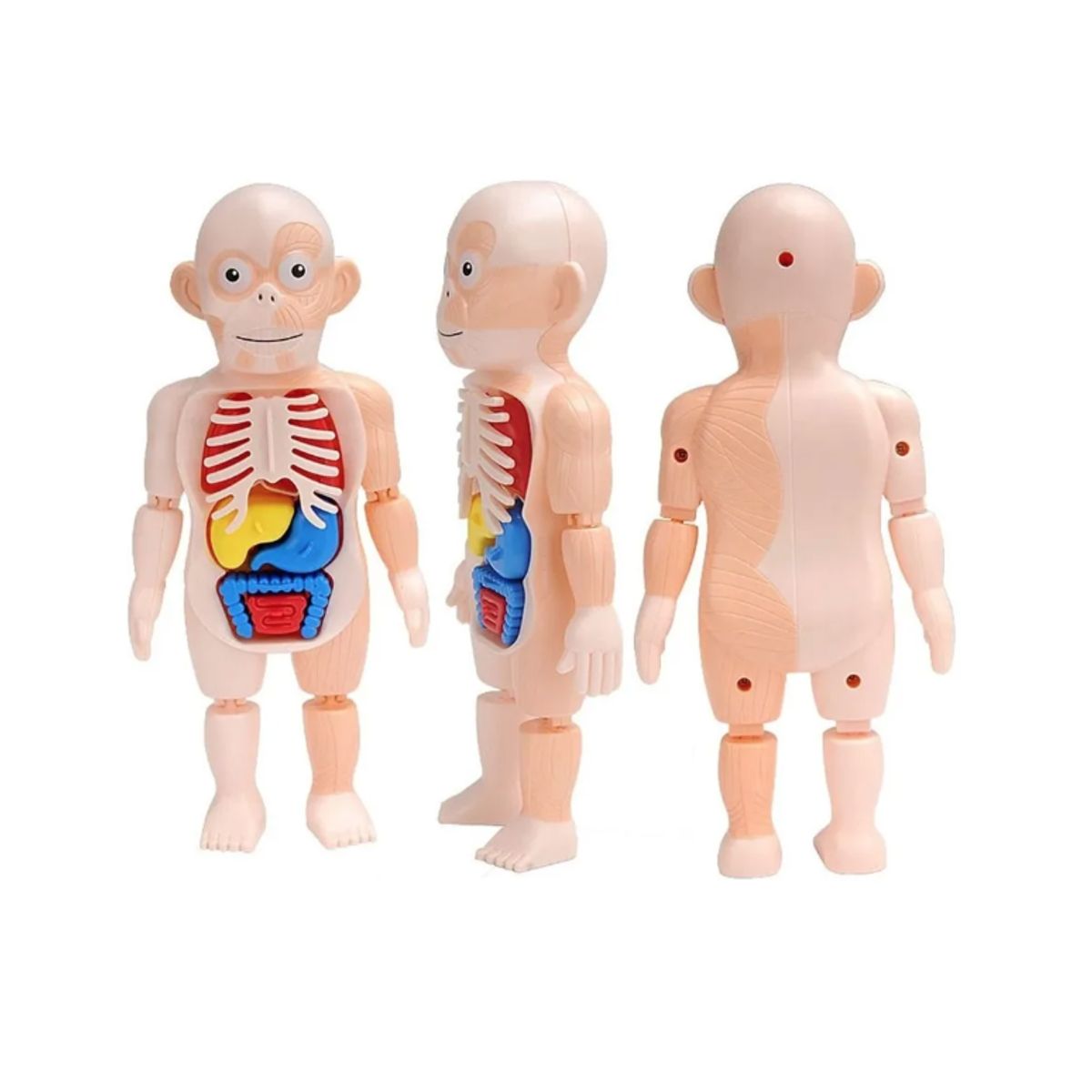 GENERICO - Juguetes Educativos 3d Para Niños Cuerpo Humano