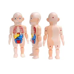 GENERICO - Juguetes Educativos 3d Para Niños Cuerpo Humano