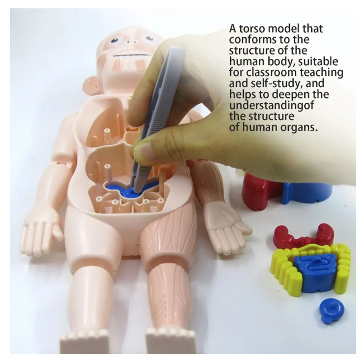 GENERICO - Juguetes Educativos 3d Para Niños Cuerpo Humano
