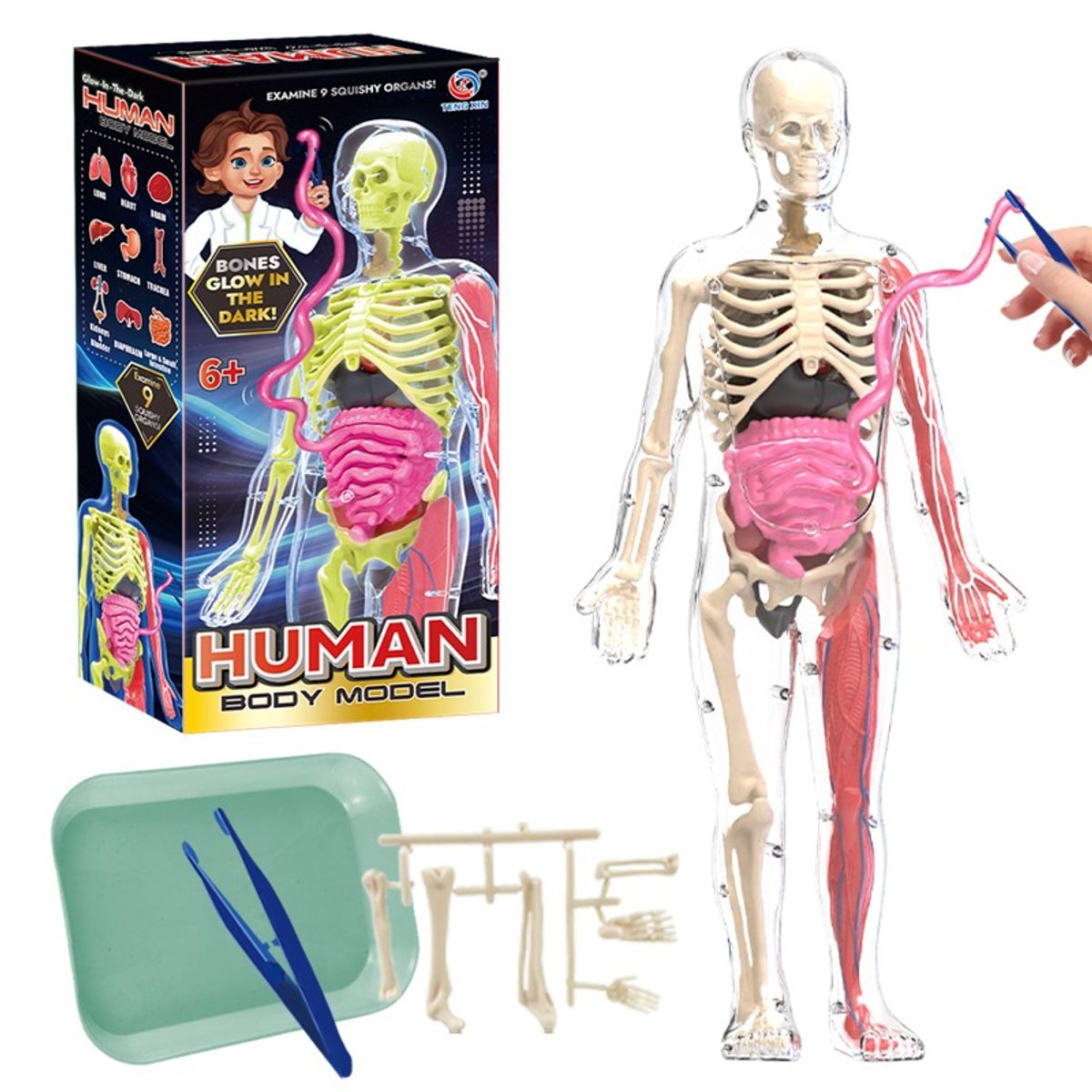 GENERICO - Esqueleto De Cuerpo Humano Que Brillan En La Oscuridad.