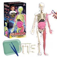 GENERICO - Esqueleto De Cuerpo Humano Que Brillan En La Oscuridad.