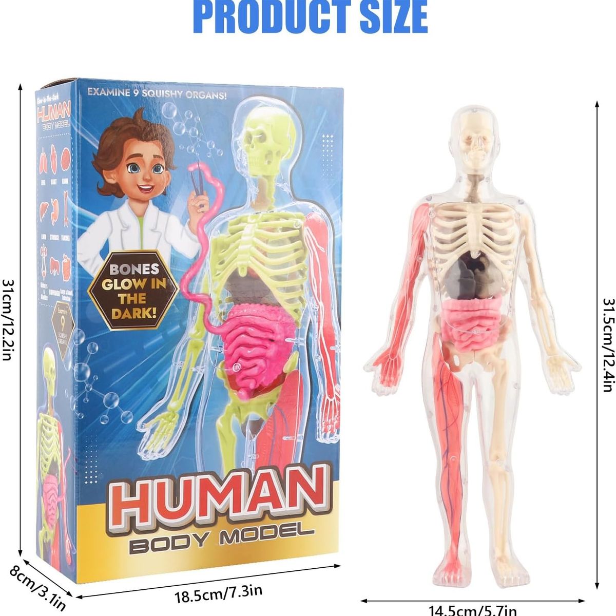 GENERICO - Esqueleto De Cuerpo Humano Que Brillan En La Oscuridad.