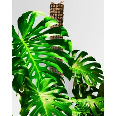 GENERICO - Pack de 2 Tutores de Musgo 100 cm para Plantas Trepadoras