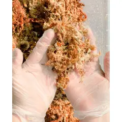 GENERICO - Musgo Sphagnum Hidratado 10 Litros para Tutores, Orquídeas y Kokedamas
