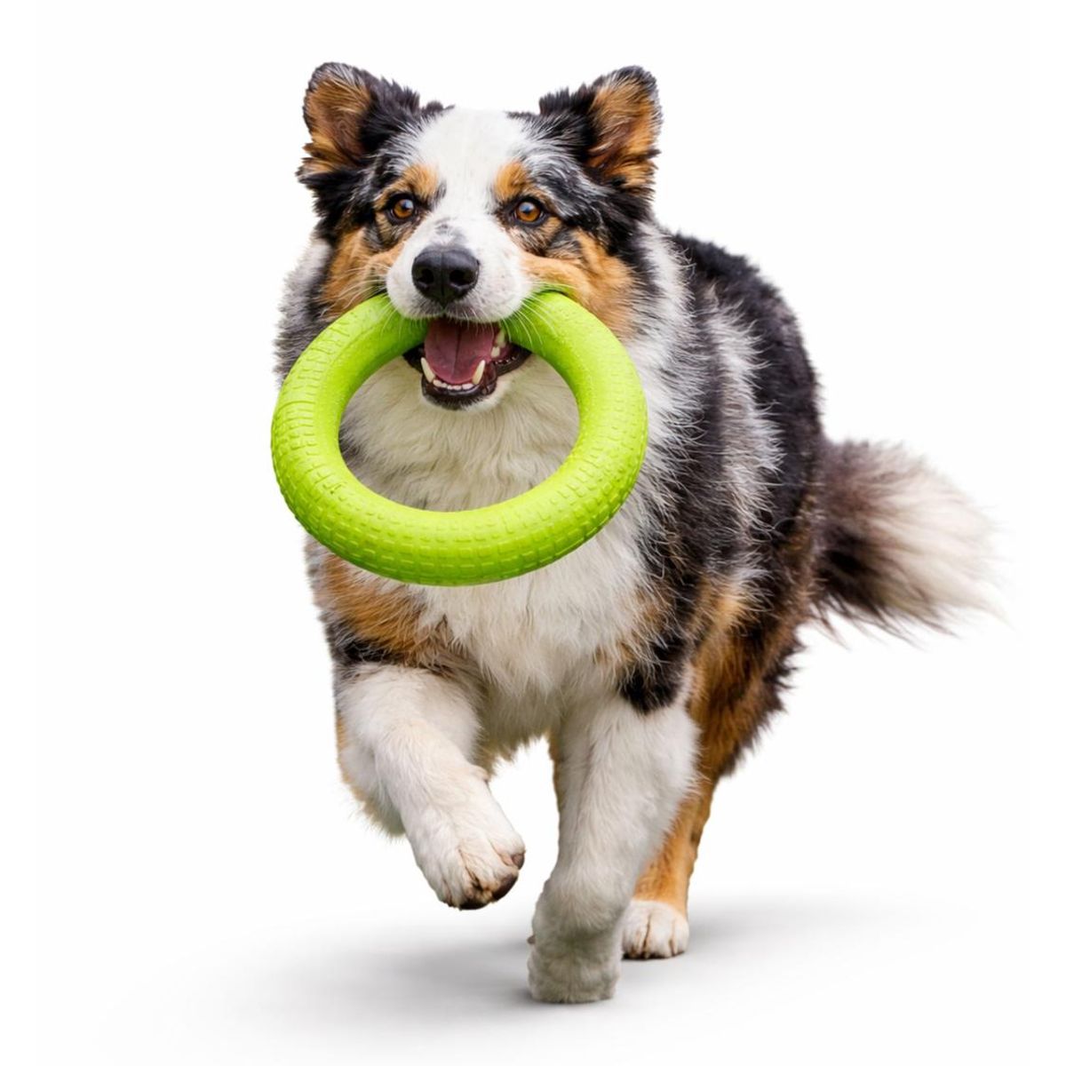 GENERICO - Anillo para Morder Perros EVA Flotante 27.5 cm