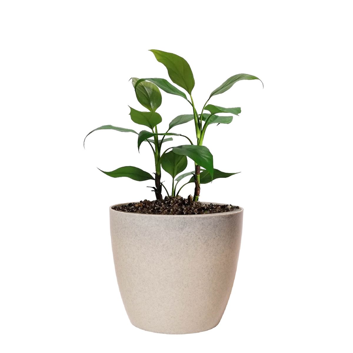BOSCO - Macetero Umbra 22 Piedra Gris Set x3 Unidades – Bosco