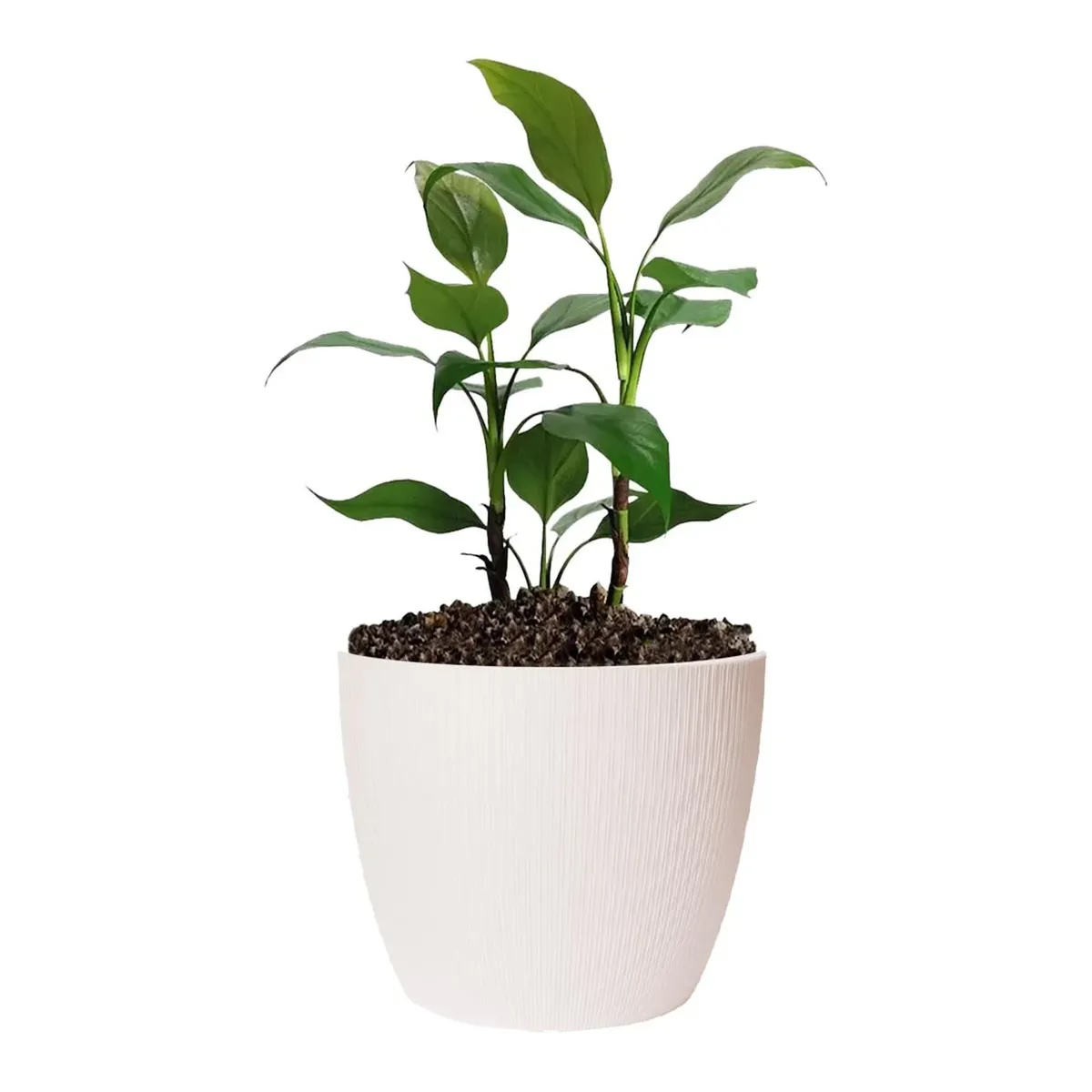 BOSCO - MACETEROS VERCELLI 27 BLANCO x 3u.