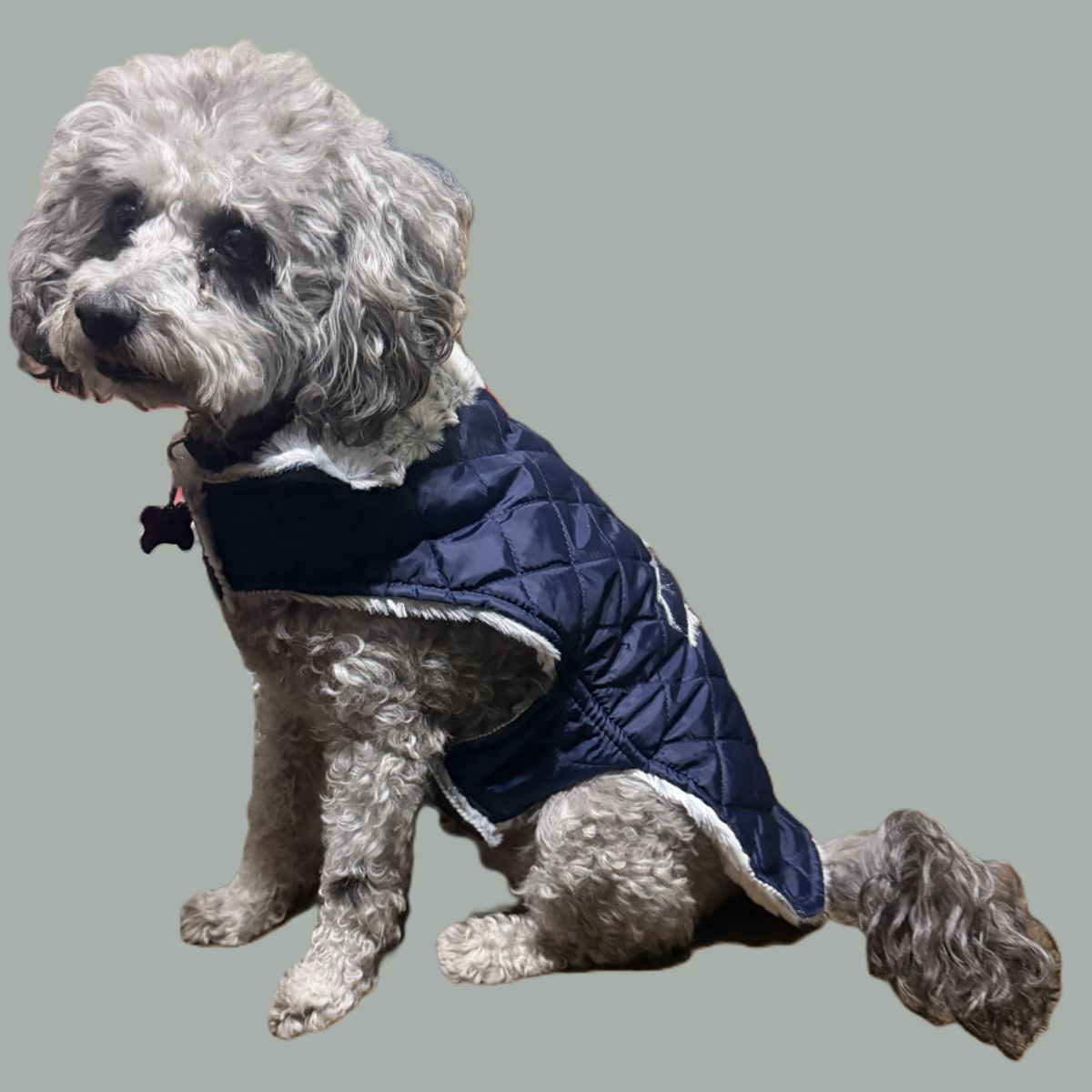 GENERICO - Capa tipo Parka con Cuello para Perros