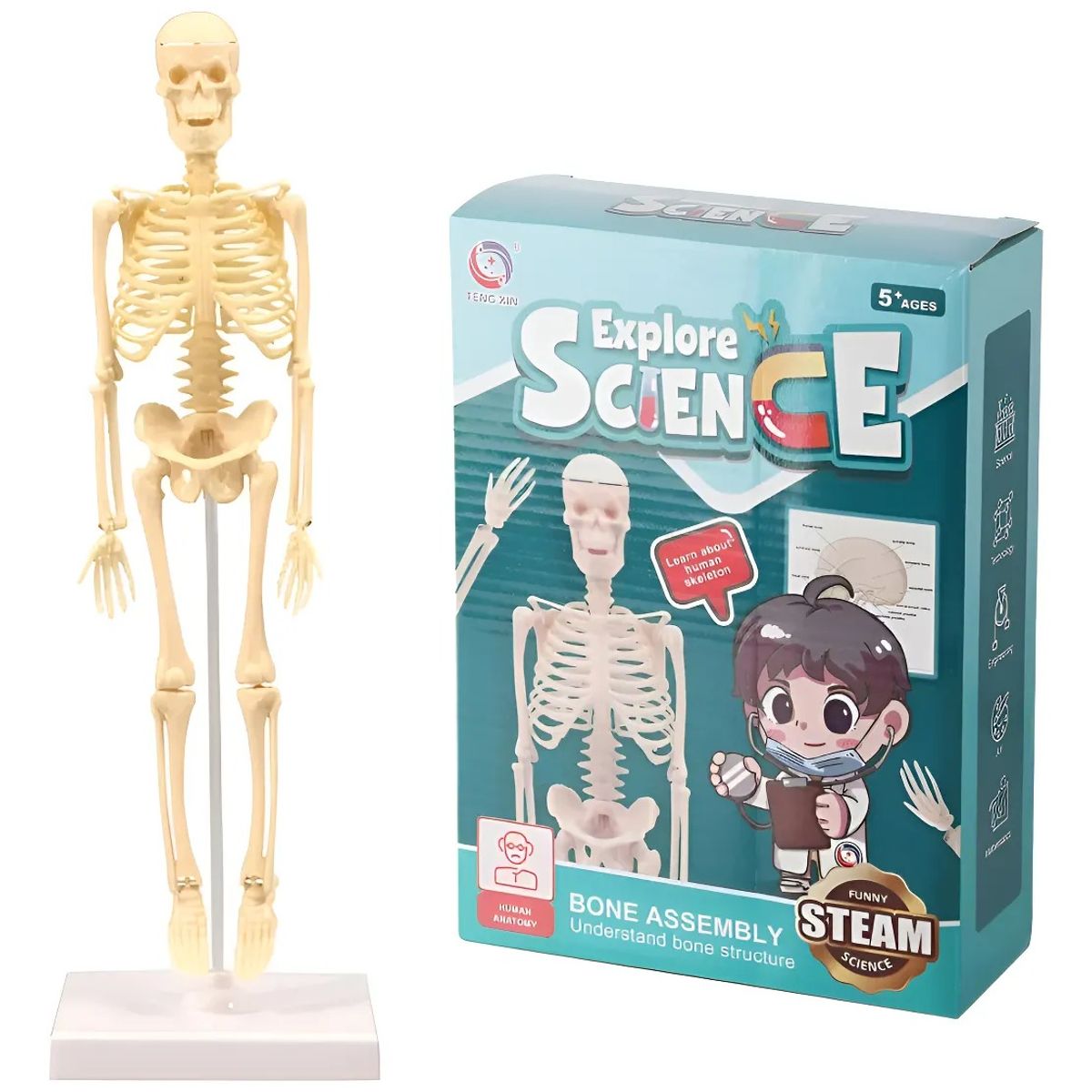 GENERICO - Juguete Científico Modelo Anatómico Esqueleto Humano Armable