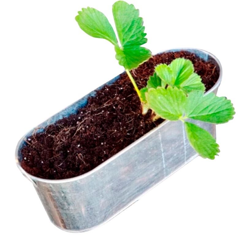 BRANDO - Huerta Kit De Cultivo Frutilla Macetero