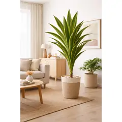ARBUSTO REAL - Drácaena Artificial Altura 160 cm Planta Decorativa Interior