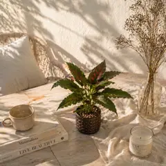 GENERICO - Planta Artificial Decorativa Surtida Maceta Pequena Realista