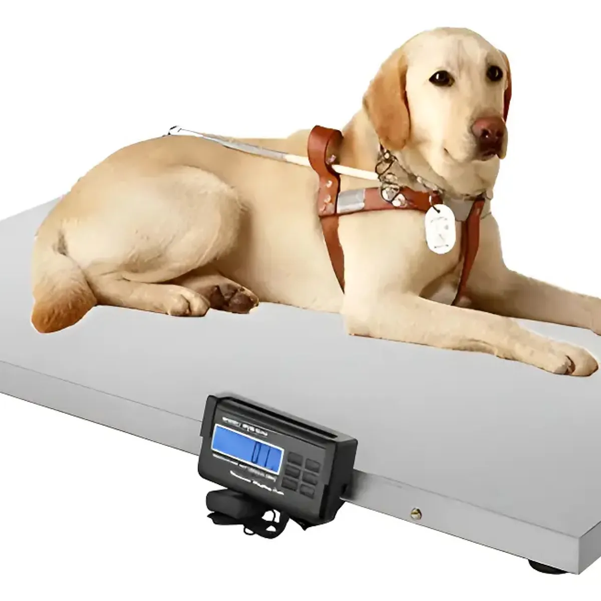GENERICO - Balanza Bascula Digital Veterinaria 200 Kg