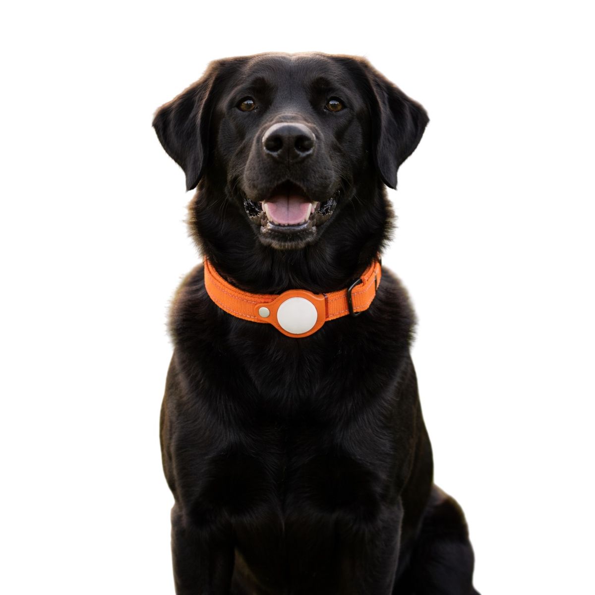 GENERICO - Collar de Perro con Localizador GPS compatible con Apple