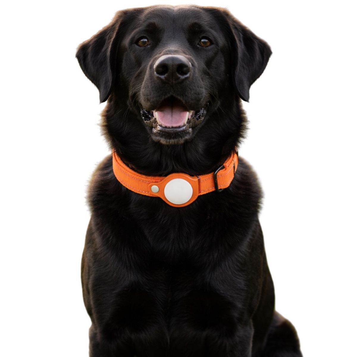 GENERICO - Collar de Perro con Localizador GPS compatible con Android Talla L