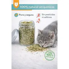 GENERICO - Hierba Gatera Gato Catnip 30g Snack Seco Estimulante Natural Verde Mixto Tonos Naturales Hierba Seca