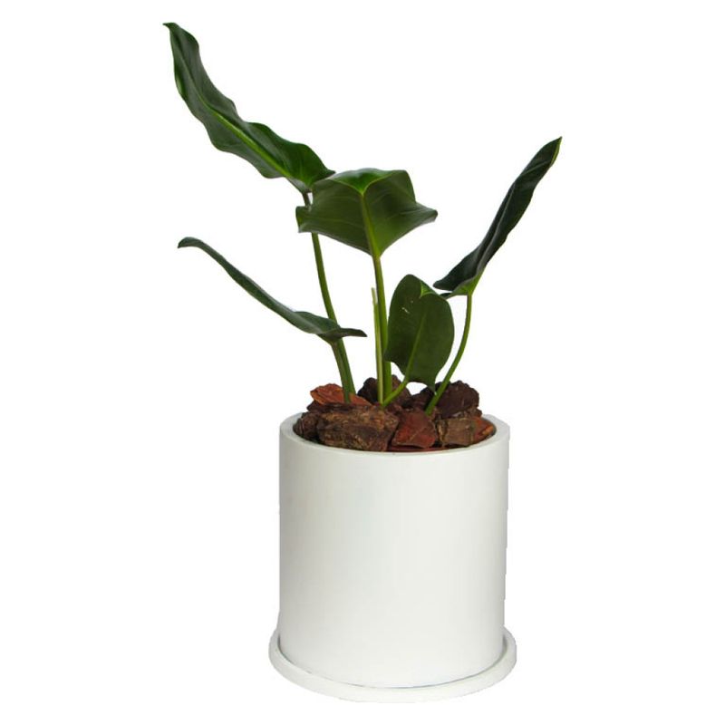 DECOPLANTAS - Planta Philodendro Longifolio Decoplantas