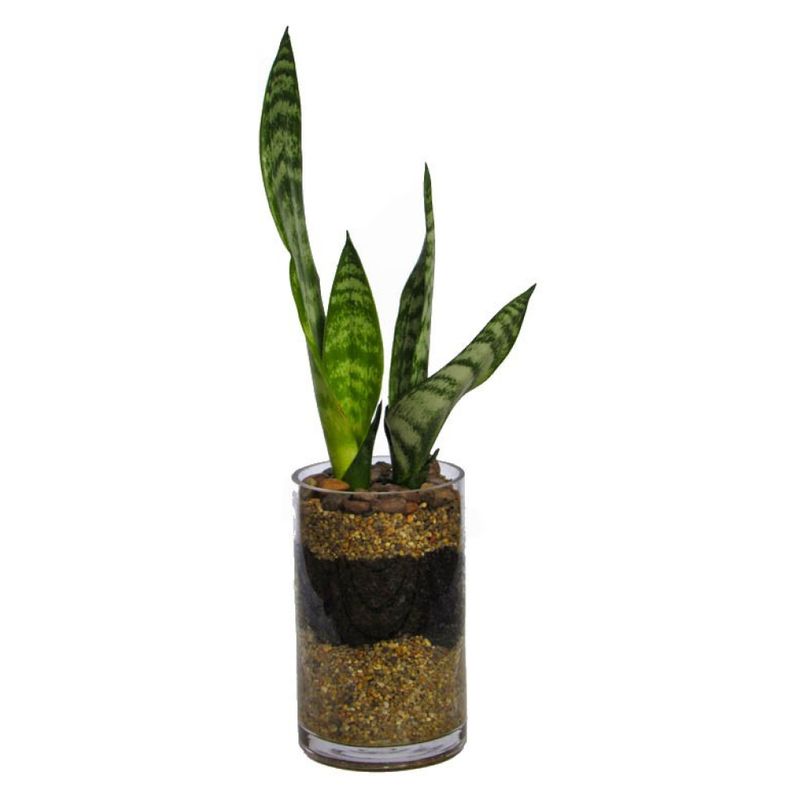 DECOPLANTAS - Planta Sansevieri Decoplantas