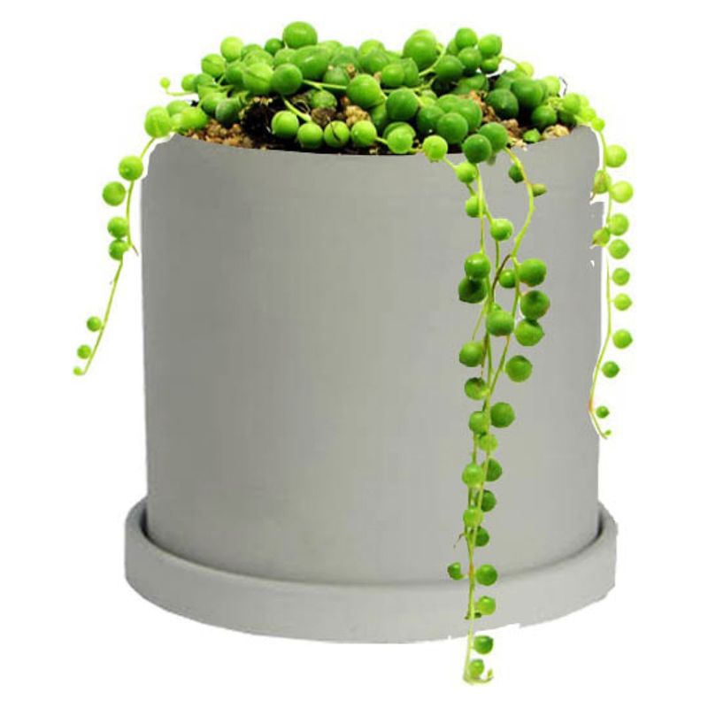 DECOPLANTAS - Planta Ficus Rosario Colgante Verde Maceta Ceramica Blanca Decoplantas