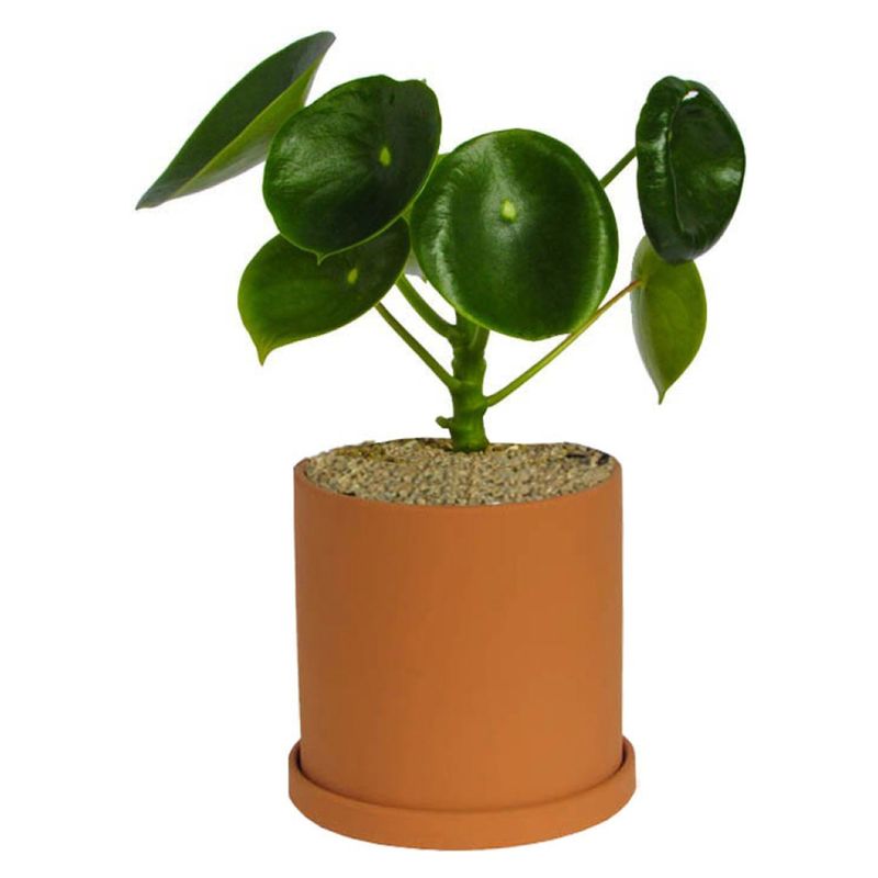 DECOPLANTAS - Planta Peperomia Diametro 15 Cm Decoplantas