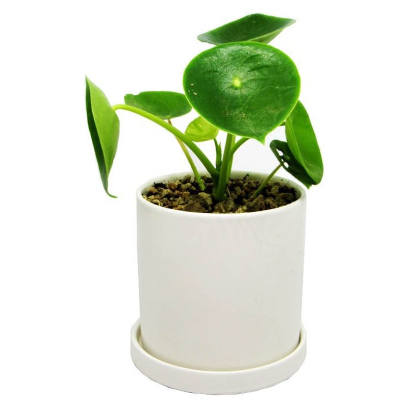 DECOPLANTAS - Planta Peperomia 0.30 0.16 Decoplantas