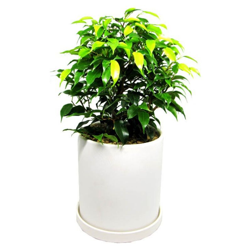 DECOPLANTAS - Ficus Bons 30 Cm 16 Cm Decoplantas