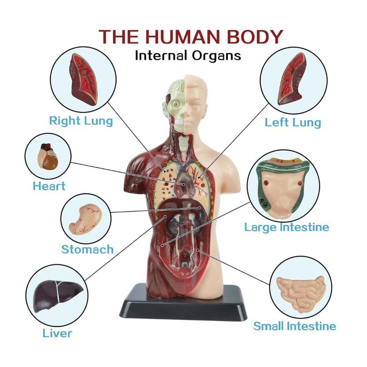 GENERICO - Kit Maqueta Organos Cuerpo Humano 3d Desmontable Educativo