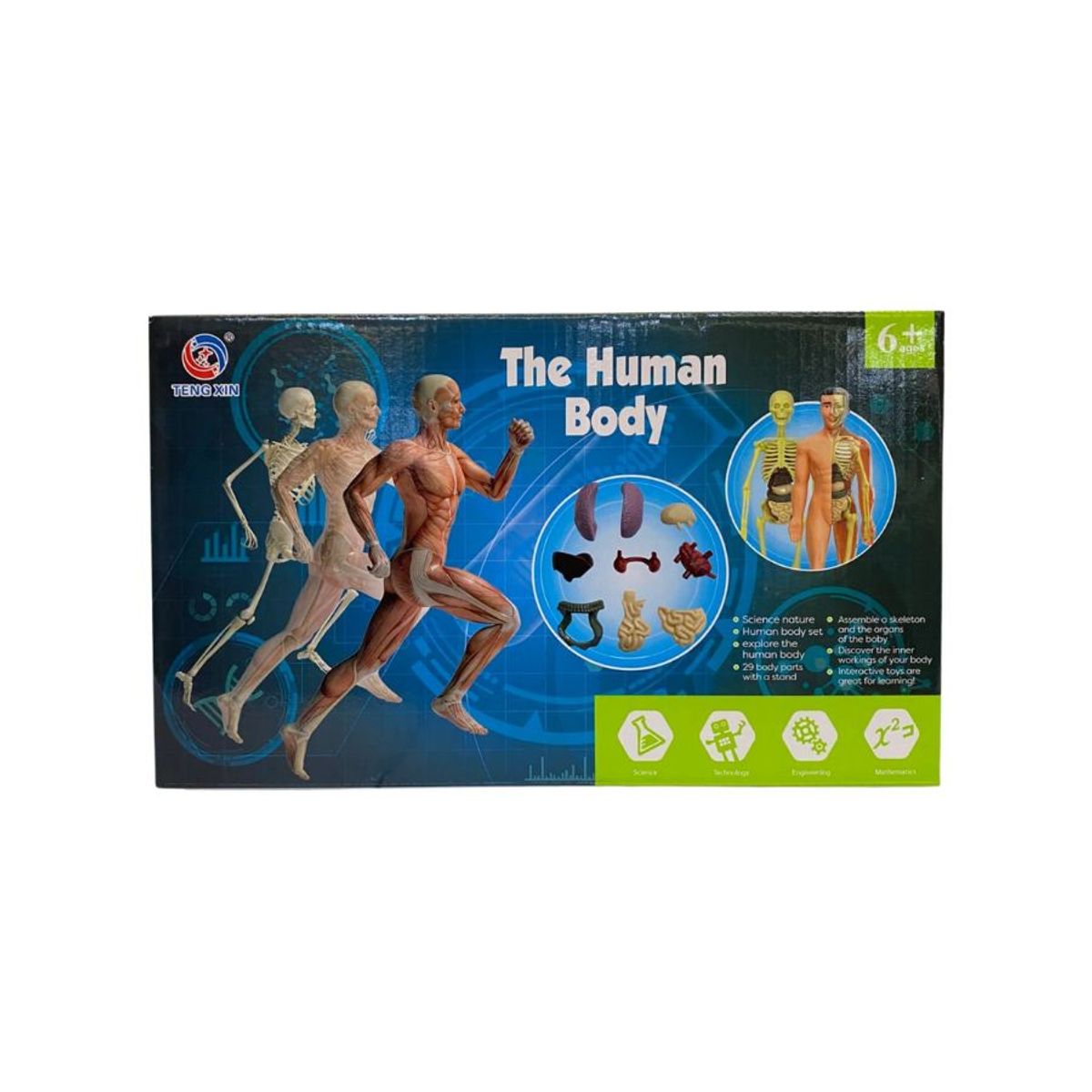 GENERICO - Kit de Aprendizaje Muñeco Cuerpo Humano 3D para Niños