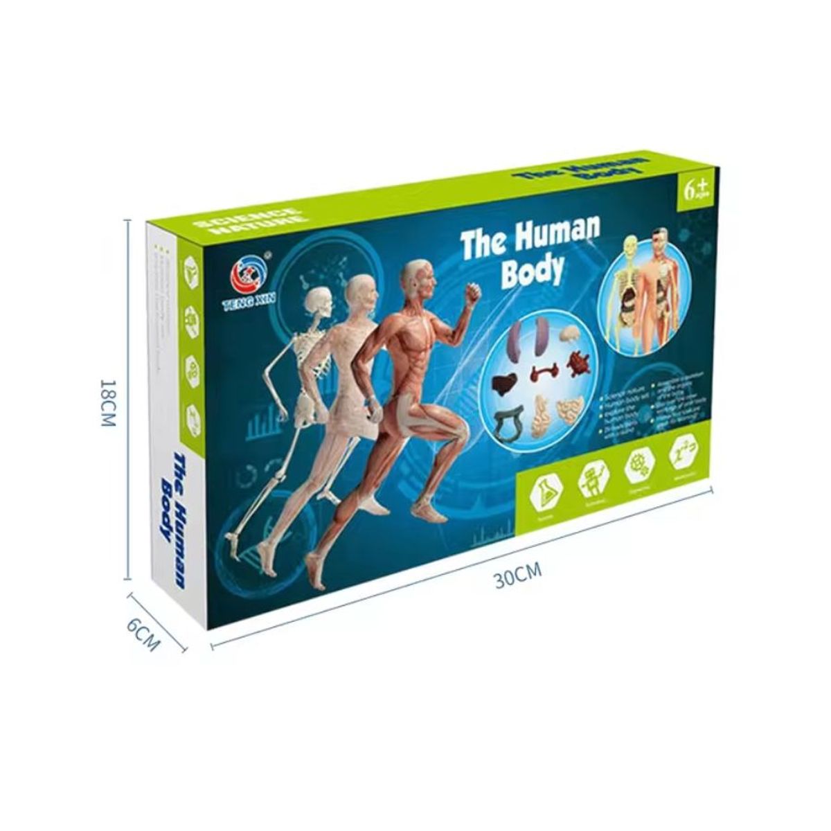 GENERICO - Kit de Aprendizaje Muñeco Cuerpo Humano 3D para Niños