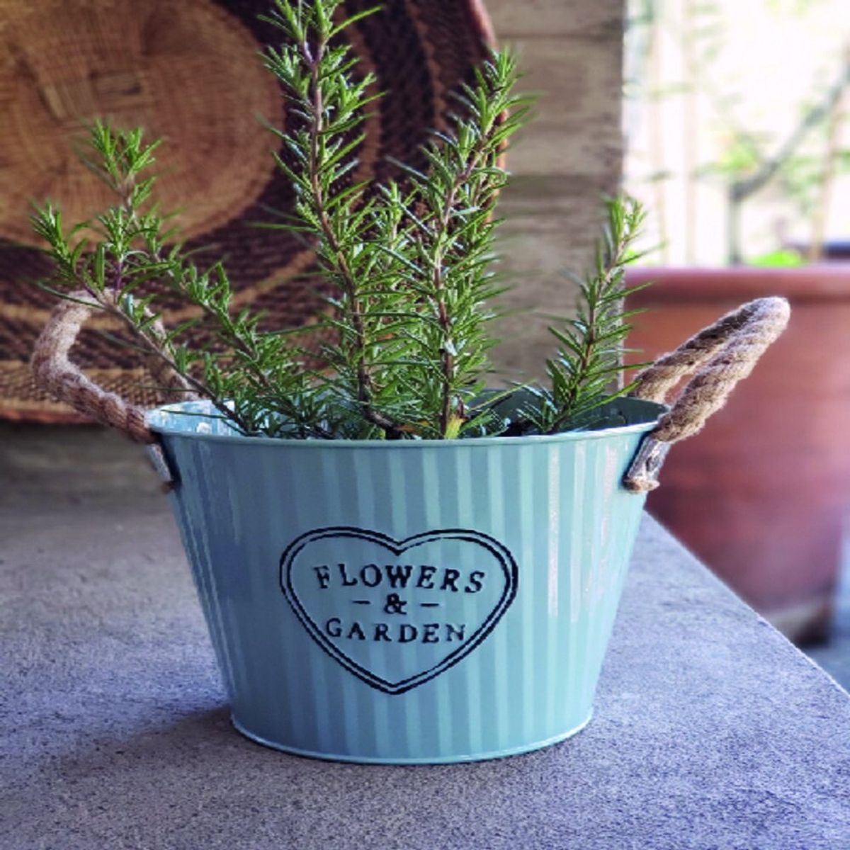 BRANDO - Balde Macetero Metálico Con Asas