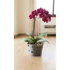 GENERICO - Macetero para orquídeas GRANDE Titanium Linea LUX