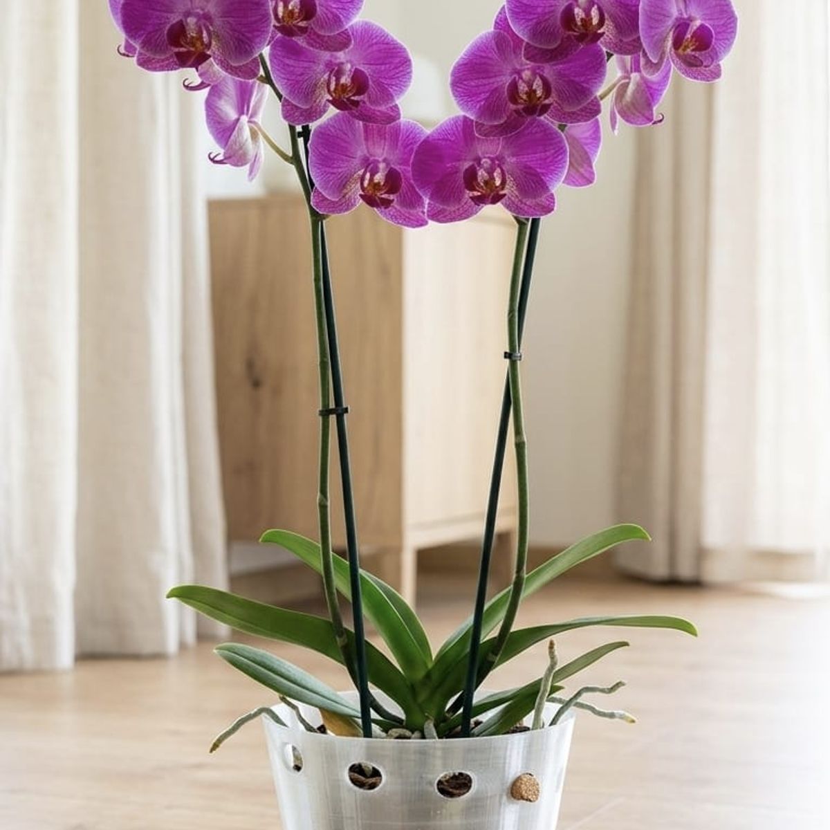GENERICO - Macetero para orquídeas GRANDE  Transparente Linea LUX