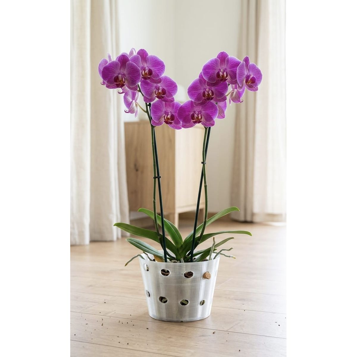 GENERICO - Macetero para orquídeas GRANDE  Transparente Linea LUX