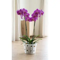 GENERICO - Macetero para orquídeas GRANDE Transparente Linea LUX