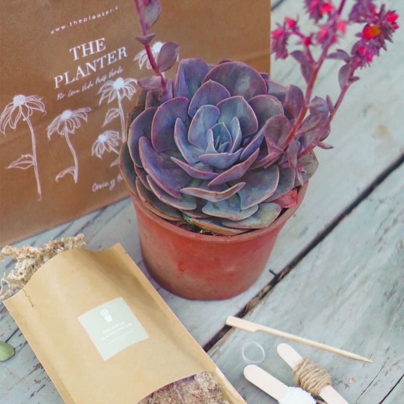 THE PLANTER - Kit Kokedama Suculenta